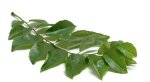 Curry Leaves 20G P