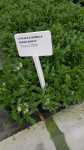 Scaevola Aemula 15CM Pot