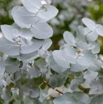 Eucalyptus Cinerea Penny Gum Tree 4LT