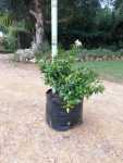Jasminum Multipartitum 20LT
