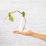 Propagation Vase - 250ML