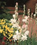 Polianthes – “the Pearl” Bulbs