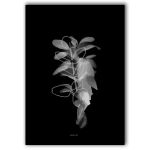 Plant On Black Art Print