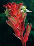Anigozanthos Bush Ballad Seedlings - 3 Plug Plants