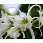 Hymenocallis Spider Lily Bulbs