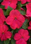 Impatiens Beacon Lipstick Seed - 5000 Coated Seed