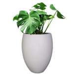 Planted Eggin Shade - Rock Monstera Deliciosa