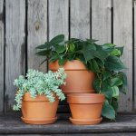 Terracotta Pot & Saucer - Azalea - 17CM Pot & Saucer