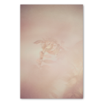 Blush Dreams 2 Art Print - A1 No Frame Print Only