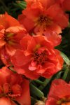 Portulaca Happy Hours Orange Seed - 500 Multipelleted Seed