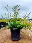 Plumbago Auriculata Alba 10LT
