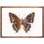 Midnight Butterfly - Matte Fine Art Print No Frame A2