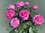 Natalie Douglas Kornusedufe P Rose 5LT