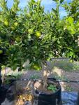 Washington Navel Orange Tree 125LT