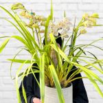 Cymbidium Orchid - 20CM Nursery Pot In Flower