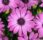 Osteo Ostica Mega Pink 14CM Pot