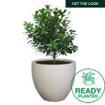 Planted Egg Shade - Velvet Ficus