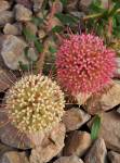 Leucospermum Hullabaloo Pincushion 15CM Pot