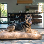 Gunner Dog Cushion - Large - 120CM L X 15CM H X 90CM W Tan