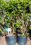 Hibiscus Brilliant Red 20LT