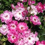 Brilliant Pink Iceberg Rose 5LT