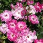 Brilliant Pink Iceberg Rose 5LT