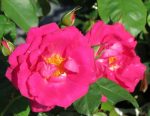 Lyndal Dawn Rose 5LT