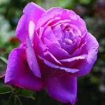 Rose Towering Rose Magic 5LT