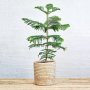 Norfolk Island Pine - Large - In Sinan Palm Leaf Basket