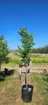 Acer Buergerianum Chinese Maple Tree 50LT