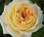 St Dunstans Centenary Rose 5LT
