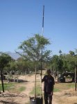 Acacia Galpinii 100LT Monkey Thorn