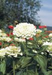 Zinnia Elegans Giant White - 20 Raw Seed