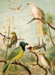 DIE Nordamerikanische Vogelwelt 13 Art Print - A0