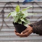 Philodendron - Silver Wings - 15CM Nursery Pot
