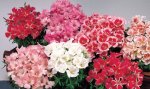 Godetia F1 Azalea Flowered Double Mix Seed - 20 G Raw Seed