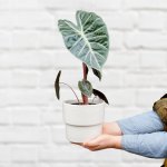Elephant Ear - Pink Dragon - In 16CM Flo White Planter