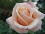 Fays Folly Hybrid Tea Rose 5LT