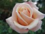 Fays Folly Hybrid Tea Rose 5LT