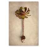 Succulent Study 7 Art Print - A0 No Frame Print Only