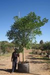 Erythrina Caffra 400LT