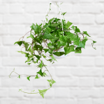 Natal Ivy - In 20CM Hanging Nursery Pot Green Leaves