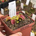Venus Fly Trap 'dingley Giant.' Special Import. - 2 Year Old Plant. 7.5CM Plastic Container.
