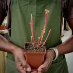Trumpet Pitcher Sarracenia 'anata' - Small To Medium Plant. 7.5CM Plastic Container.