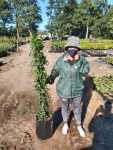 Pandorea Jasmenoides Lady Di White 20LT