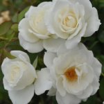 Iceberg Climber Climbing Rose 5LT