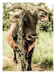 Botanical Bull Art Print - A1
