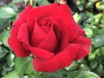 Antoinette Louise Hybrid Tea Rose 5LT