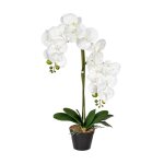 Bloom Orchid Spirit Potted 2 Stem