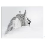 Modern White Horse Head Art Photography Wall Canvas Print 1220 X 810